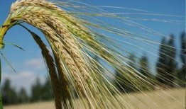 麦芽吃瓜,探寻传统美食的传承与创新