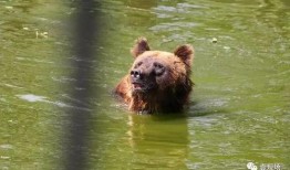 动物吃瓜视频大全,趣味吃瓜瞬间大盘点