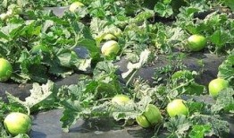 吃羊角瓜舌头麻,舌尖上的麻感之旅