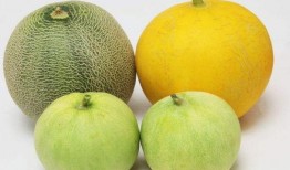 吃瓜嗓子麻,揭秘嗓子不适背后的真相