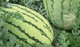 吃瓜到底是吃的什么瓜