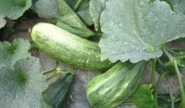 酥瓜什么季节吃,夏季消暑佳品，清凉一夏的甜蜜选择