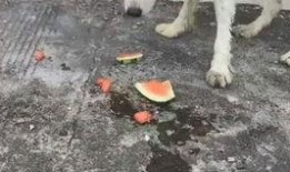 狗狗正在吃瓜中,狗狗欢乐吃瓜瞬间