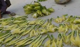 吃瓜的霸王花,揭秘瓜界传奇