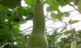 吃瓜发展史,吃瓜文化的发展历程