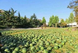 吃瓜技术学院,揭秘网络舆论背后的秘密与技巧