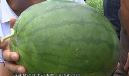 造瓜吃瓜,造瓜吃瓜，共享欢乐时光