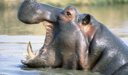 全美美业河马吃瓜,揭秘全美美业河马现象背后的秘密