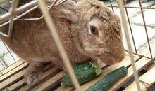 兔子可以吃焦瓜吗,营养与安全的探讨