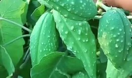 瓢盆里吃瓜,夏日悠闲生活剪影