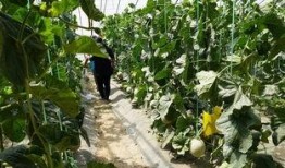 鹏瓜最新吃瓜视频