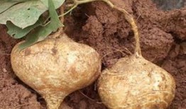 用土瓜种的瓜可以吃吗,安全可食用之谜