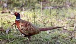 怎么预防野鸡吃瓜,夏季瓜果安全种植指南