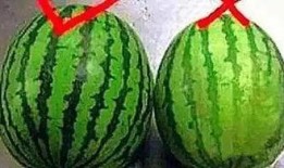 天热吃瓜的图片