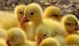 小鹅吃瓜叶,田园生活趣事多