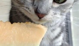 吃瓜猫在线试听,在线试听带你领略独特魅力