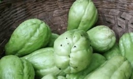 花钱吃瓜的男人