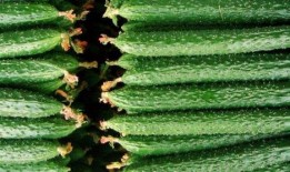 中医夏吃瓜指的是哪些瓜,中医推崇的“夏吃瓜”瓜类大盘点