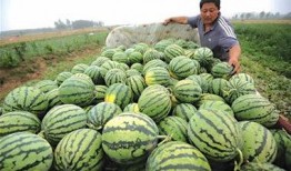 青岛吃瓜女孩,揭秘网络红人的瓜田奇遇记