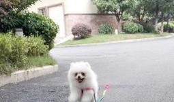 博美吃瓜怎么吃,轻松掌握瓜果美味新姿势