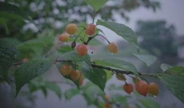 北美吃瓜小樱桃