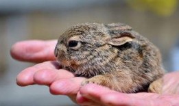 野兔吃小瓜吗,探究它们是否食用小瓜