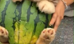 狗吃瓜视频,狗狗的欢乐吃瓜时光