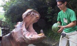 河马吃瓜照片,夏日野趣尽收眼底