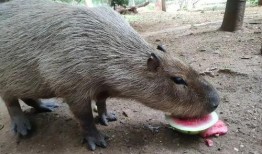 吃瓜视频动物,揭秘动物界的趣味瞬间