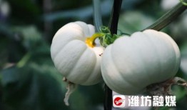 白雪吃的瓜,探寻瓜果中的甜蜜时光