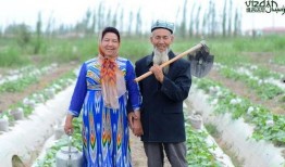 社长吃瓜版,揭秘娱乐圈幕后真相