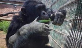 动物吃瓜视频大全,趣味吃瓜瞬间大盘点