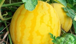 海垫瓜怎么吃,探索海洋美味新境界