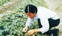 自由人吃瓜基地,揭秘娱乐圈幕后风云