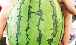 正常吃瓜一天吃几块,揭秘一天吃几块瓜的养生之道