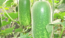 加我wx吃瓜私,一场网络社交的狂欢与反思