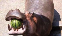 河马吃瓜照片,夏日野趣尽收眼底