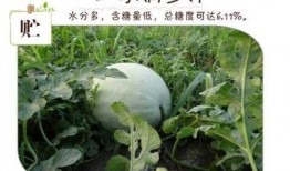 散白瓜怎么吃,轻松解锁夏日清新美味