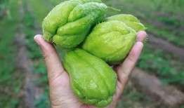 带你吃瓜金小鸡,金小鸡带你领略带你吃瓜的欢乐时光