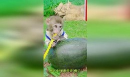 呆萌在吃瓜,欢乐无限