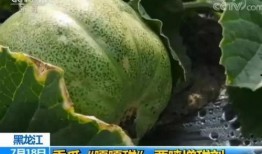 吃头孢可以打心瓜育苗吗,探讨抗生素在农业中的应用