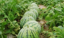 吃瓜有方,轻松掌握娱乐圈热点，畅享娱乐盛宴