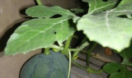 瓜揉籽怎么吃,瓜揉籽的多样食用方法探索