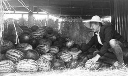 顺平吃瓜群众,揭秘当地热点事件背后的故事