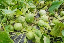 金沙县吃瓜,瓜果飘香，品味田园生活