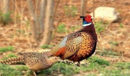 怎么预防野鸡吃瓜,夏季瓜果安全种植指南
