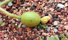 神秘吃瓜组织,网络舆论背后的神秘力量