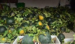 山长吃瓜,揭秘网络热传的神秘事件