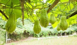 吃佛手瓜可以吃红薯吗,同食相宜的健康搭配指南