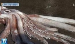 巨型鱿鱼吃瓜视频,海洋巨兽的“甜蜜”对决